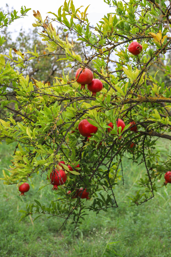 Rose Apple Tree (گلاب سیب کا درخت)