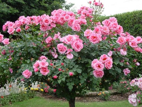 Pink Rose Tree (گلابی گلاب)