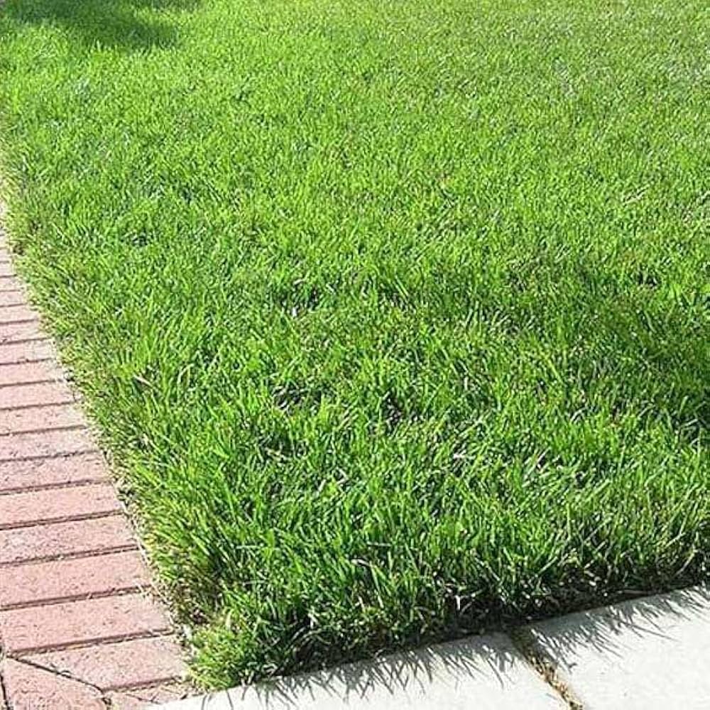 American Grass per-sqft