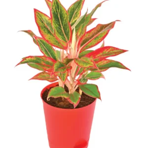 Aglaonema Red Green (اگلونیما)