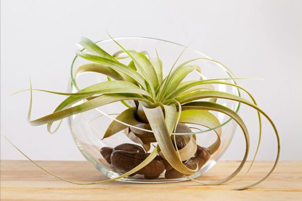 Air Plant (ایئر پودا) - Image 3