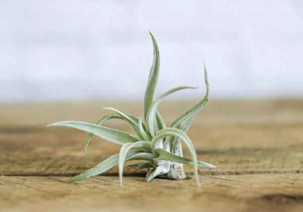 Air Plant (ایئر پودا) - Image 2