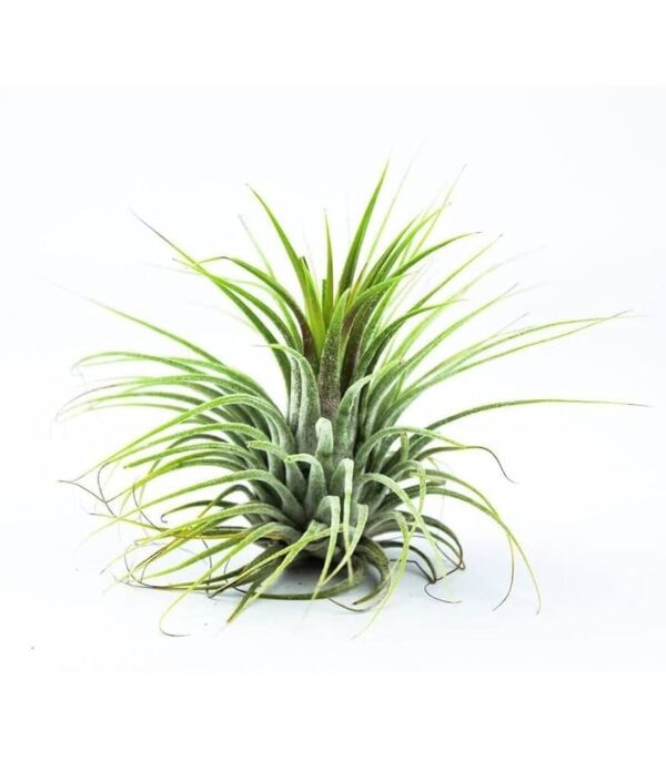 Air Plant (ایئر پودا)
