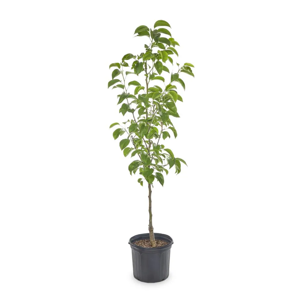 Almond Tree (بادام کا درخت)