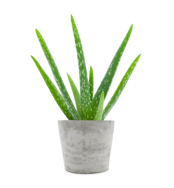 Aloe Vera (ایلویرا)