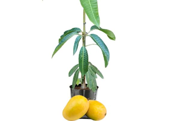 Anwar Ratol Mango Tree (انوار رٹول آم)