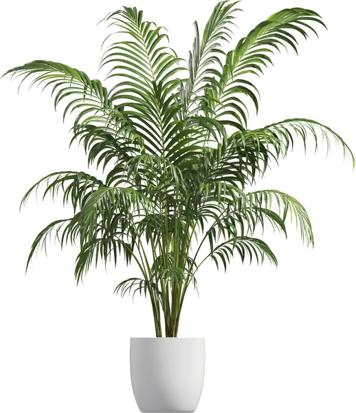 Areca Palm (سجاوٹی پام)