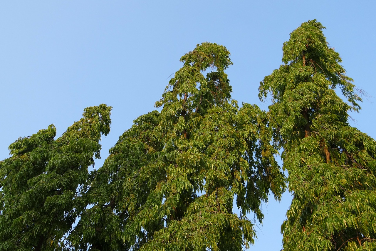 Ashoka Tree (اشوکا درخت)