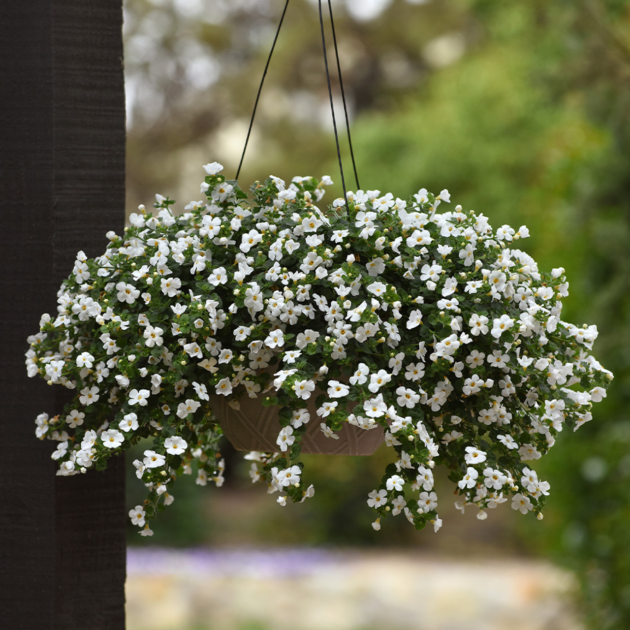 Bacopa (بیکوپا)
