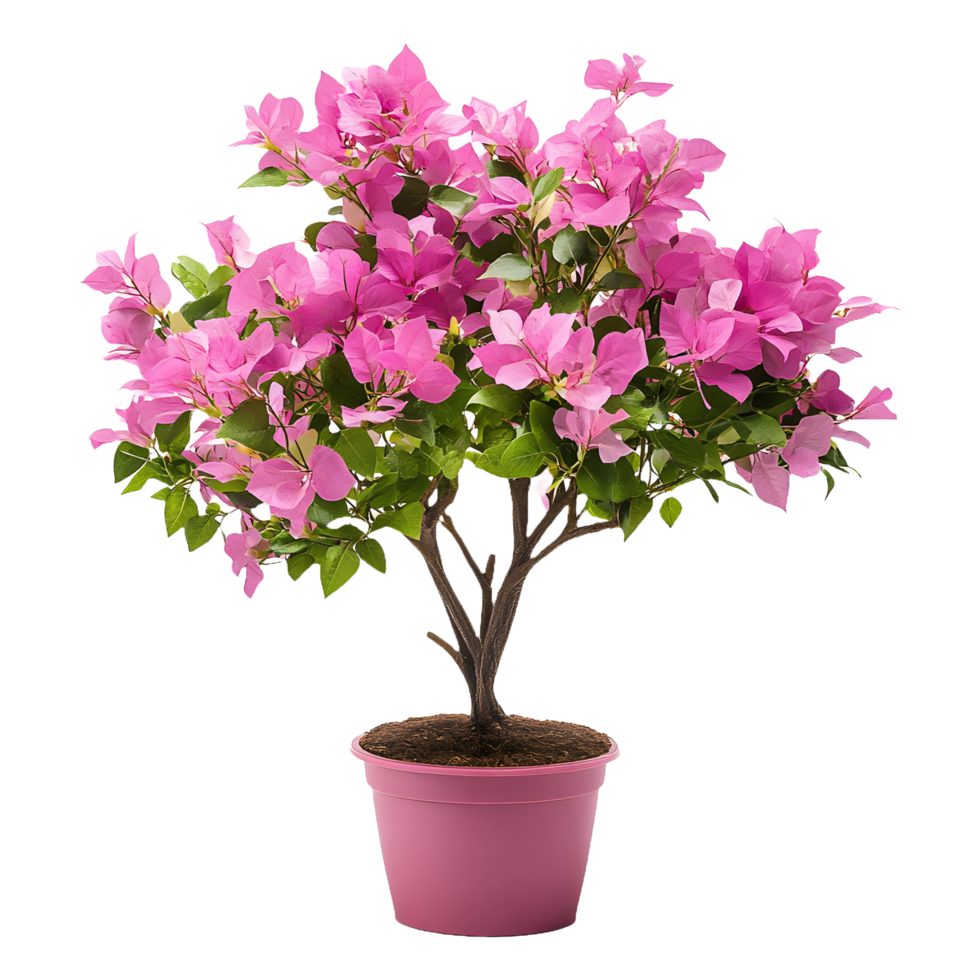 Bougainvillea (کاغذی پھول)