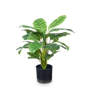 Calathea (کیلتیہ)