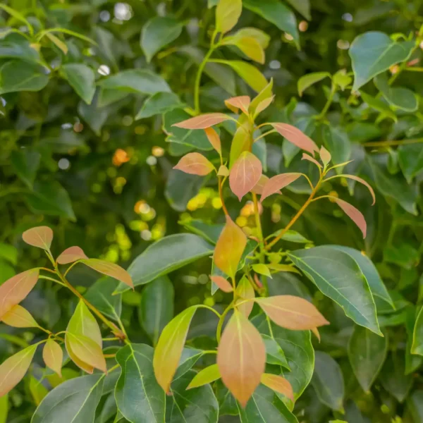 Camphor Tree (کافور کا درخت) - Image 2