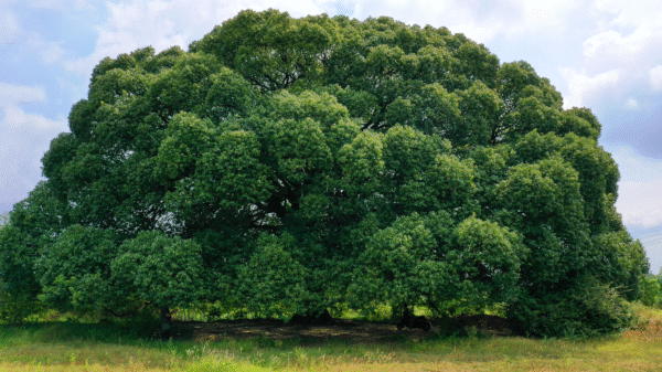 Camphor Tree (کافور کا درخت)