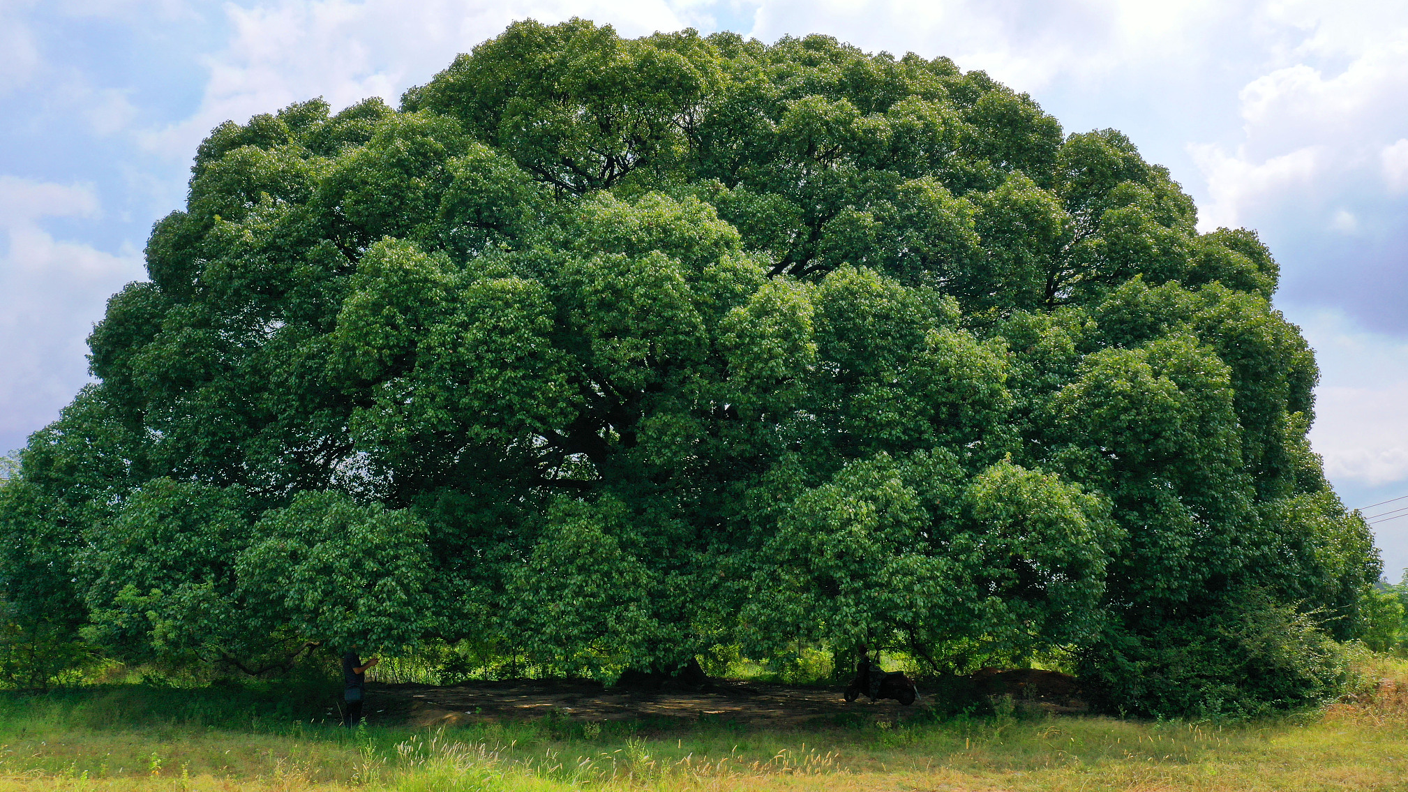 Camphor Tree (کافور کا درخت)
