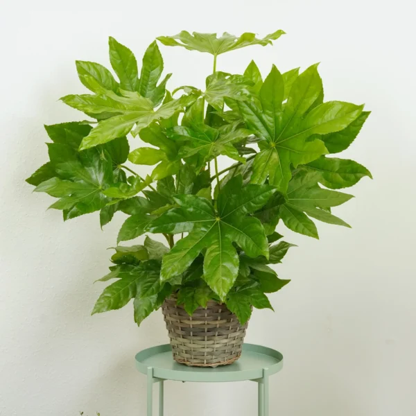 Castor Plant (آرنڈ کا پودا) - Image 2