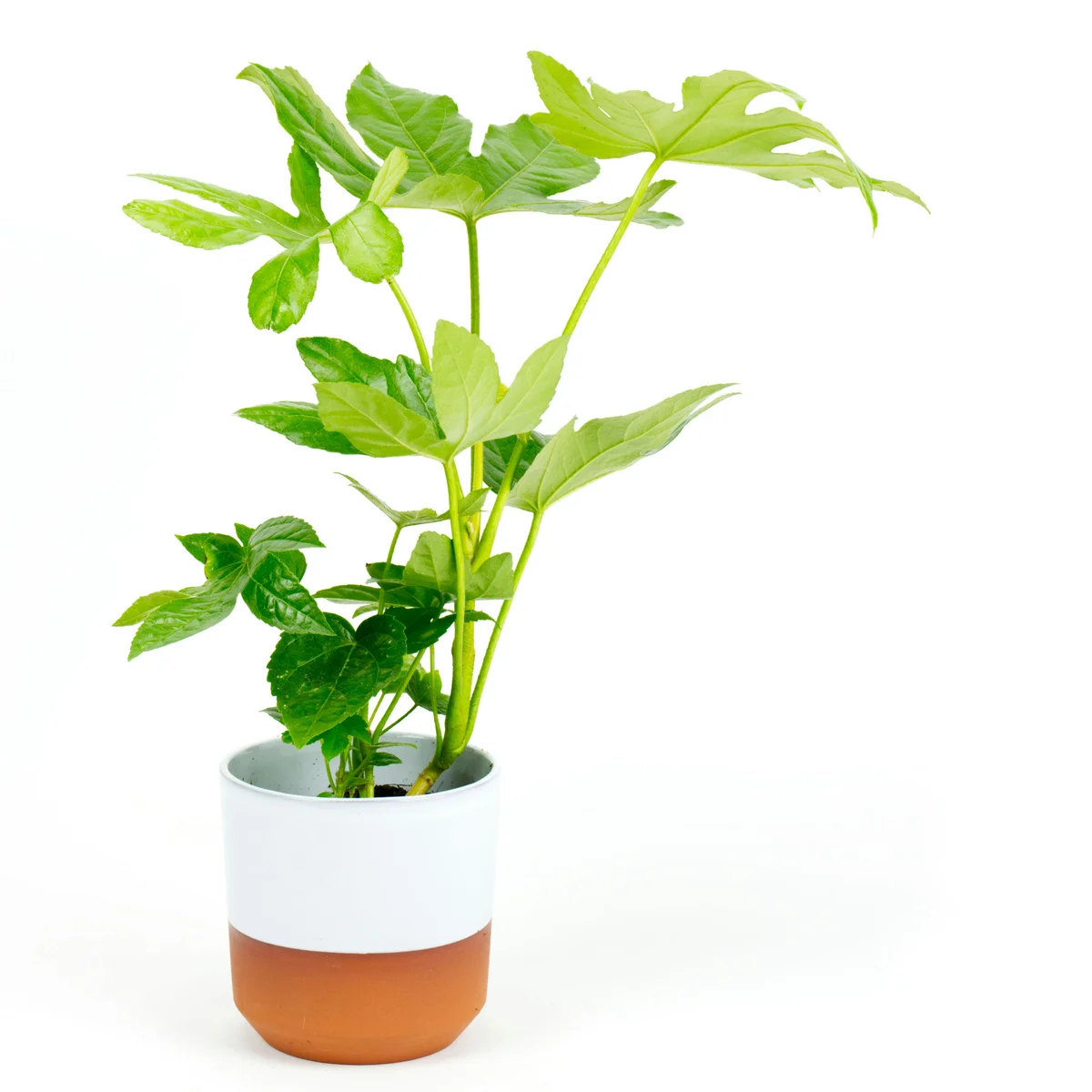 Castor Plant (آرنڈ کا پودا)