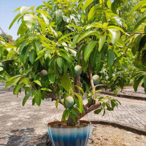 Chaunsa Mango