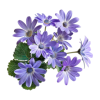 Cineraria Seeds (سینیراریا)