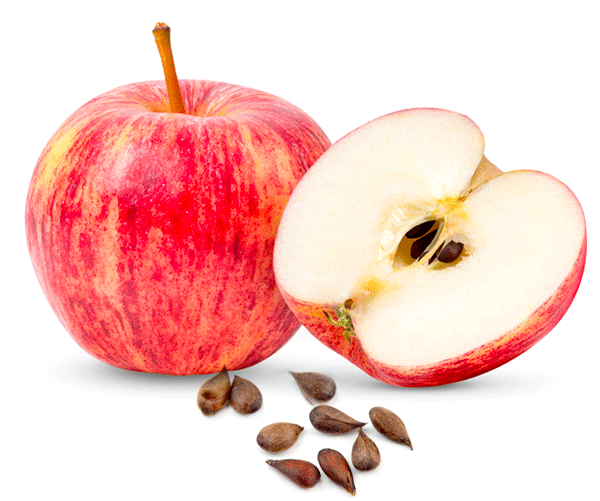 Apple Seeds (سیب)