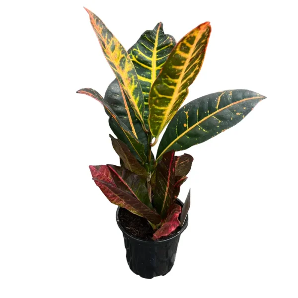 Croton (کروٹن) - Image 2