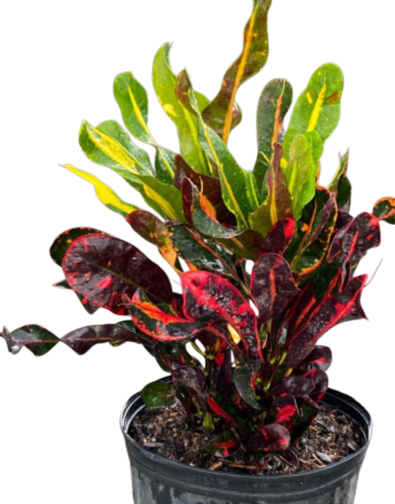 Croton (کروٹن)