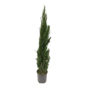 Cupressus sempervirens