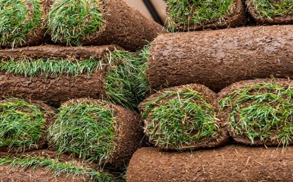 American Grass per-sqft - Image 2