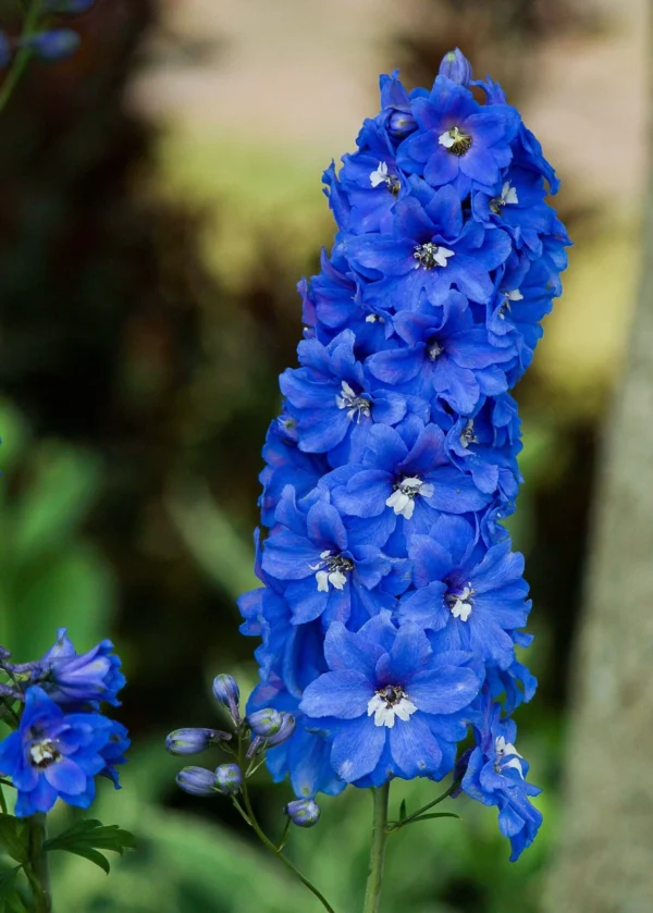 Delphiniums (ڈلفینیم) - Image 3