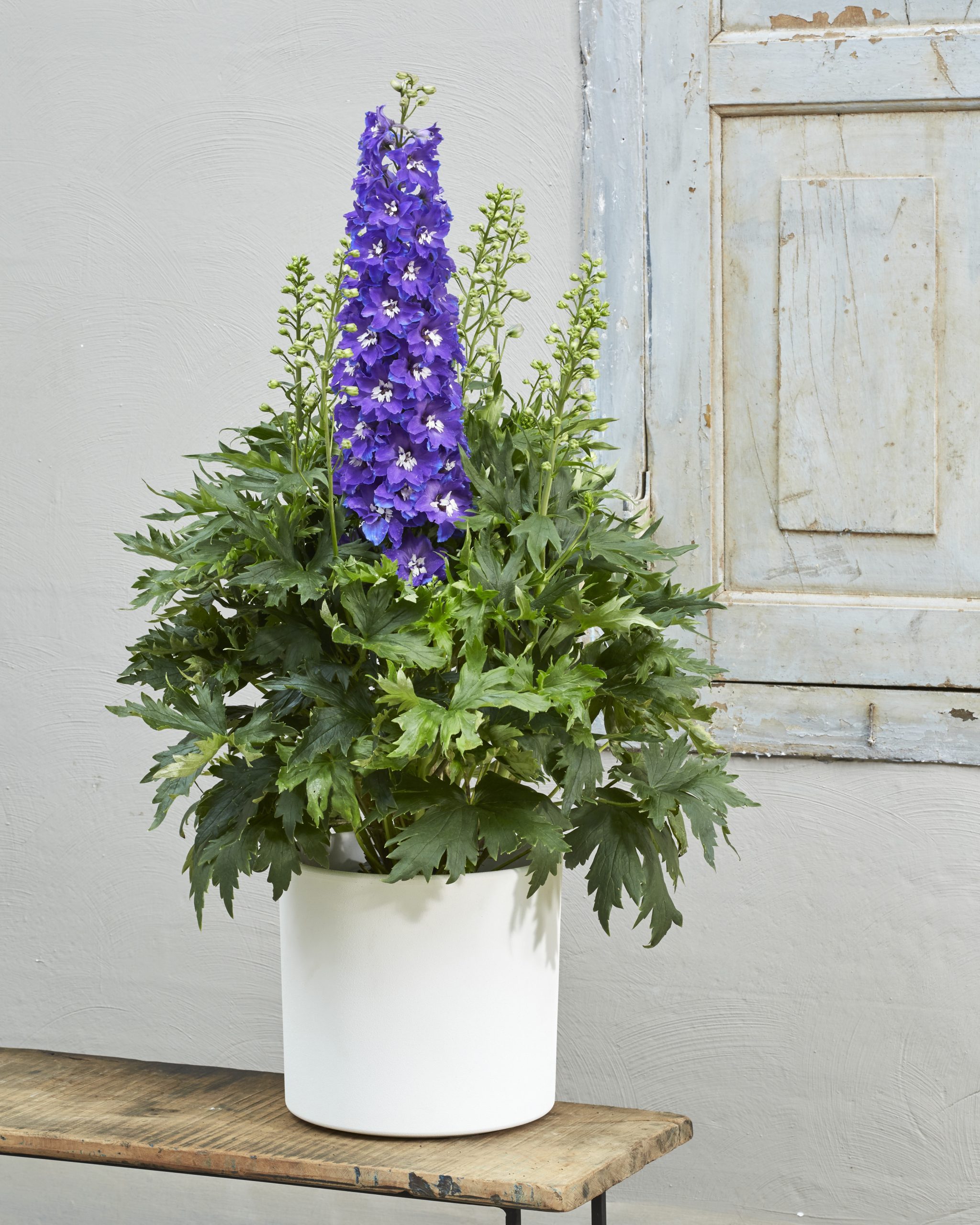 Delphiniums (ڈلفینیم)
