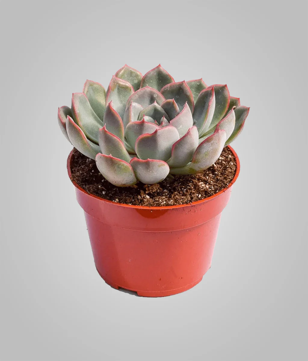 Echeveria (ایکیووریا)