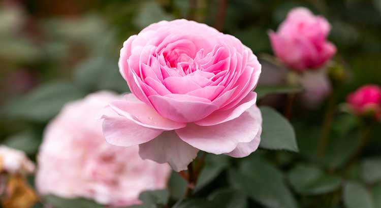 English Rose (انگلش روز)