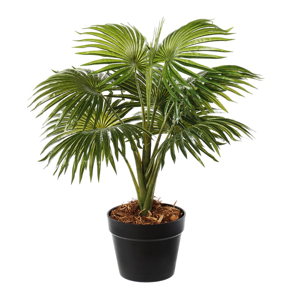 Fan Palm (فین پام)
