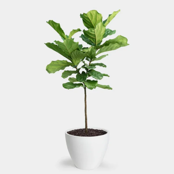 Fiddleleaf Fig (فڈل لیف فگ) - Image 2