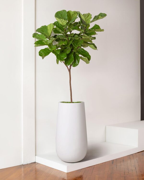 Fiddleleaf Fig (فڈل لیف فگ) - Image 3