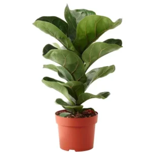 Fiddleleaf Fig (فڈل لیف فگ)