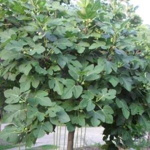 Fig Tree (انجیر کا درخت)