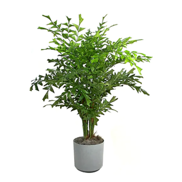 Fish Tail Palm (فِش ٹیل پام)
