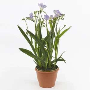 Freesia (فریشیا)