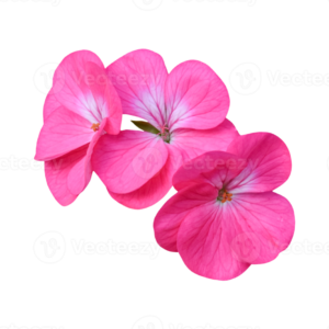 Geranium Seeds (جرینیم)