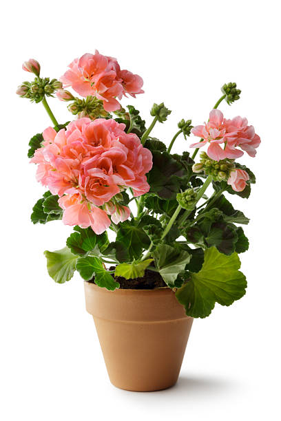 Geranium (جیرینیئم)