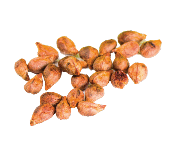 Grapes Seeds (انگور)