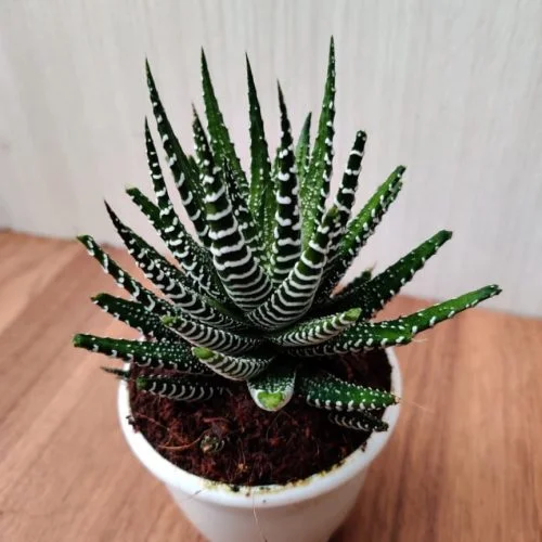 Haworthia (ہوورتیہ)