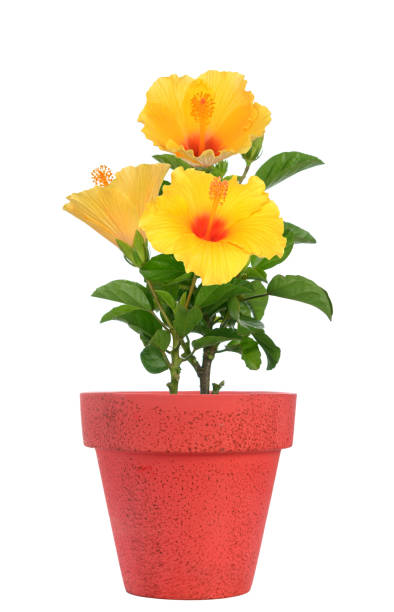 Hibiscus (ہبسکس)