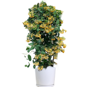 Honeysuckle (ہنی سکل)