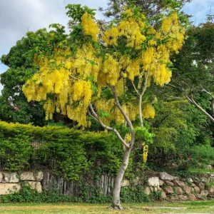 Indian Laburnam (امل داس)