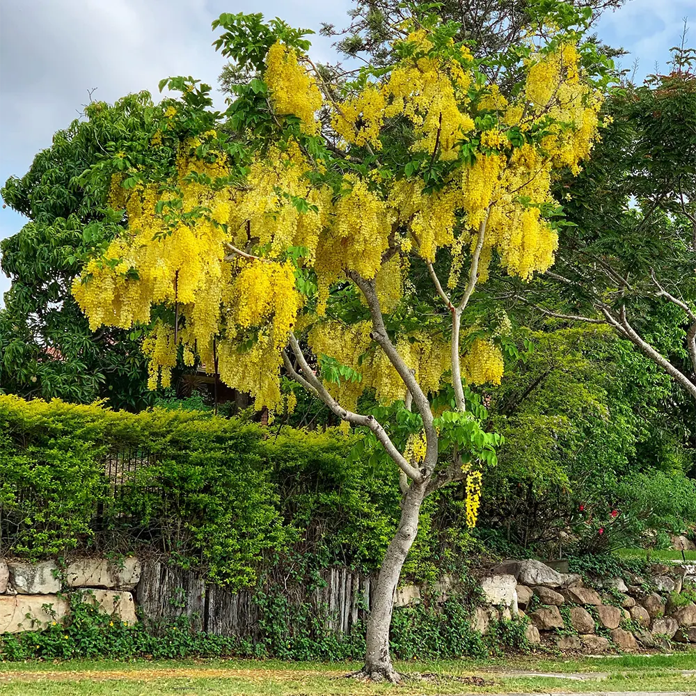 Indian Laburnam (امل داس)