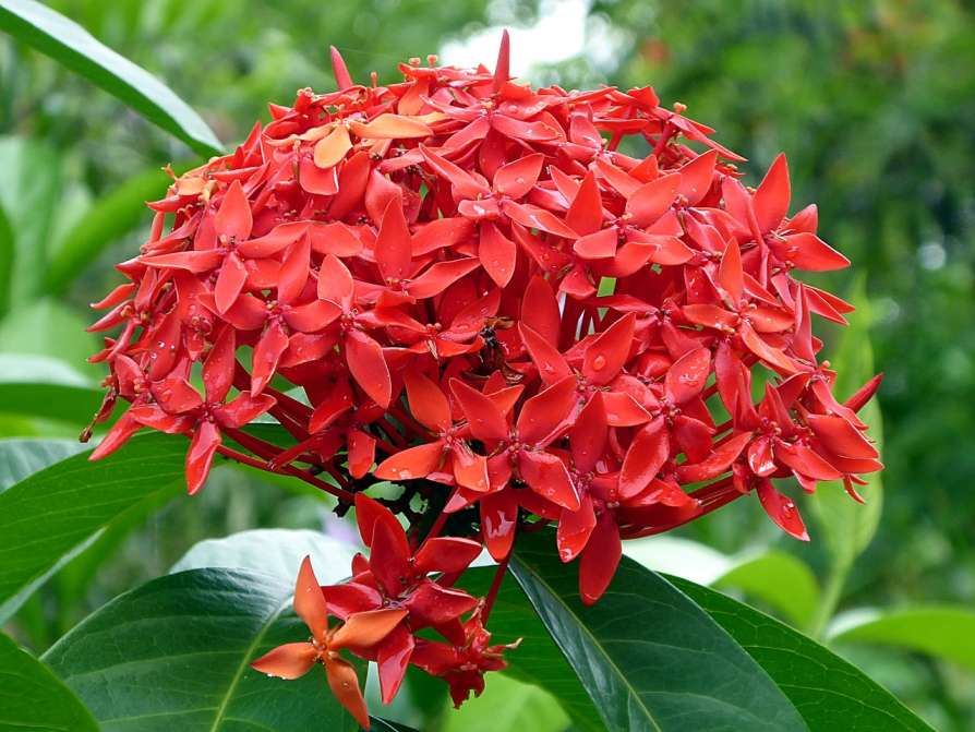 Ixora (ایکسورا)
