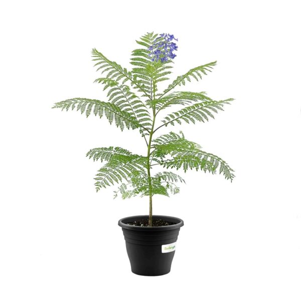 Jacaranda (جیکرینڈا)