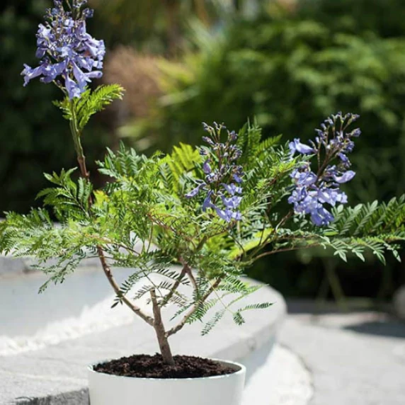 Jacaranda