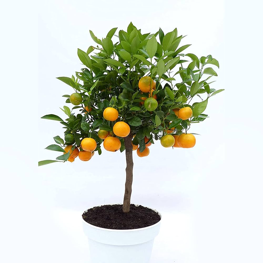Orange Tree (کینو)